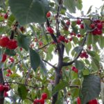 Prima colazione e igiene orale: un binomio indissolubile