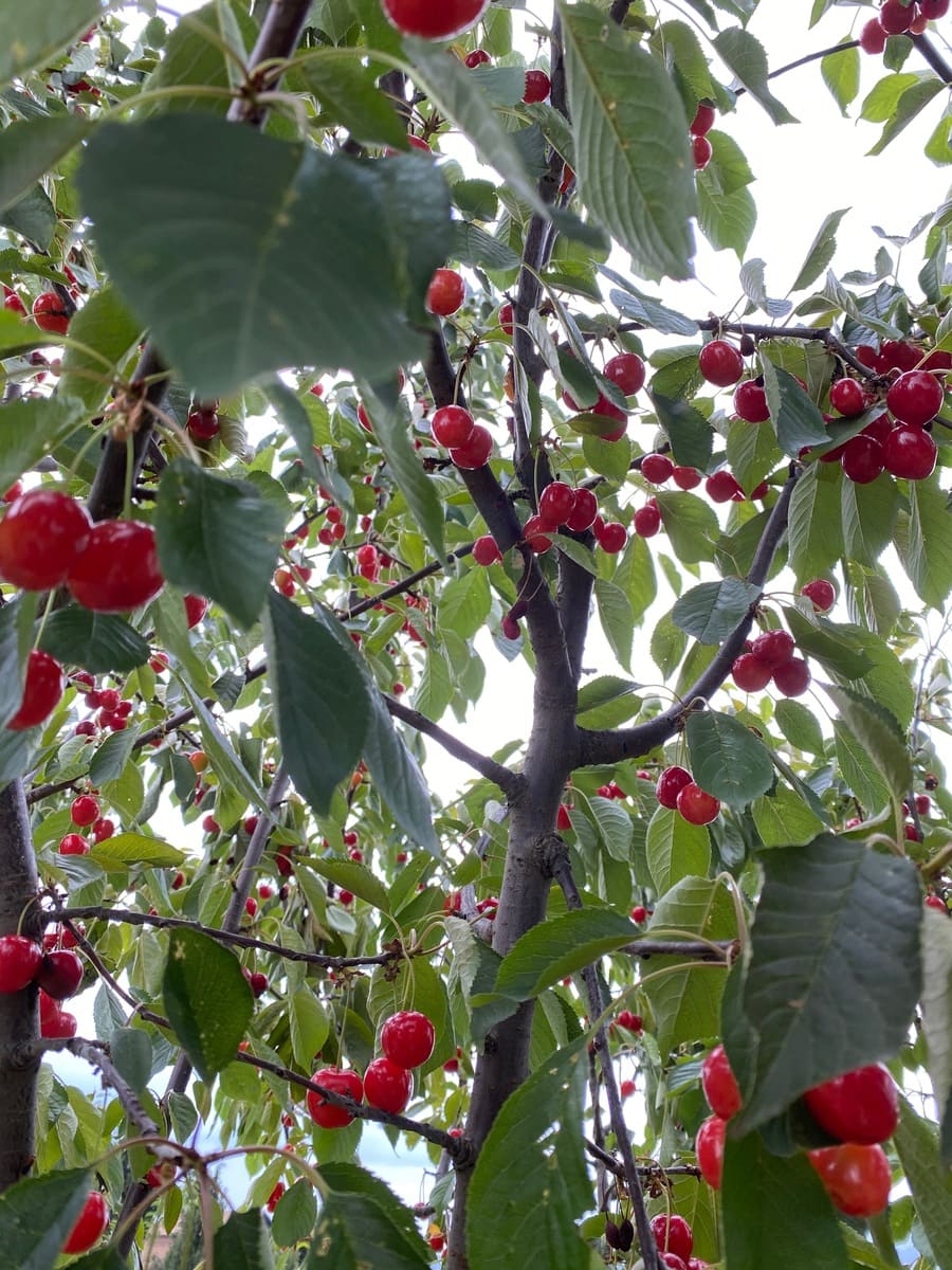 Prima colazione e igiene orale: un binomio indissolubile