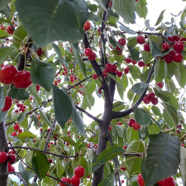 Prima colazione e igiene orale: un binomio indissolubile